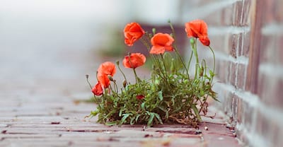 Poppy growing on the brick